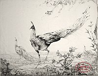 Peacocks (large plate) by Edward Julius Detmold